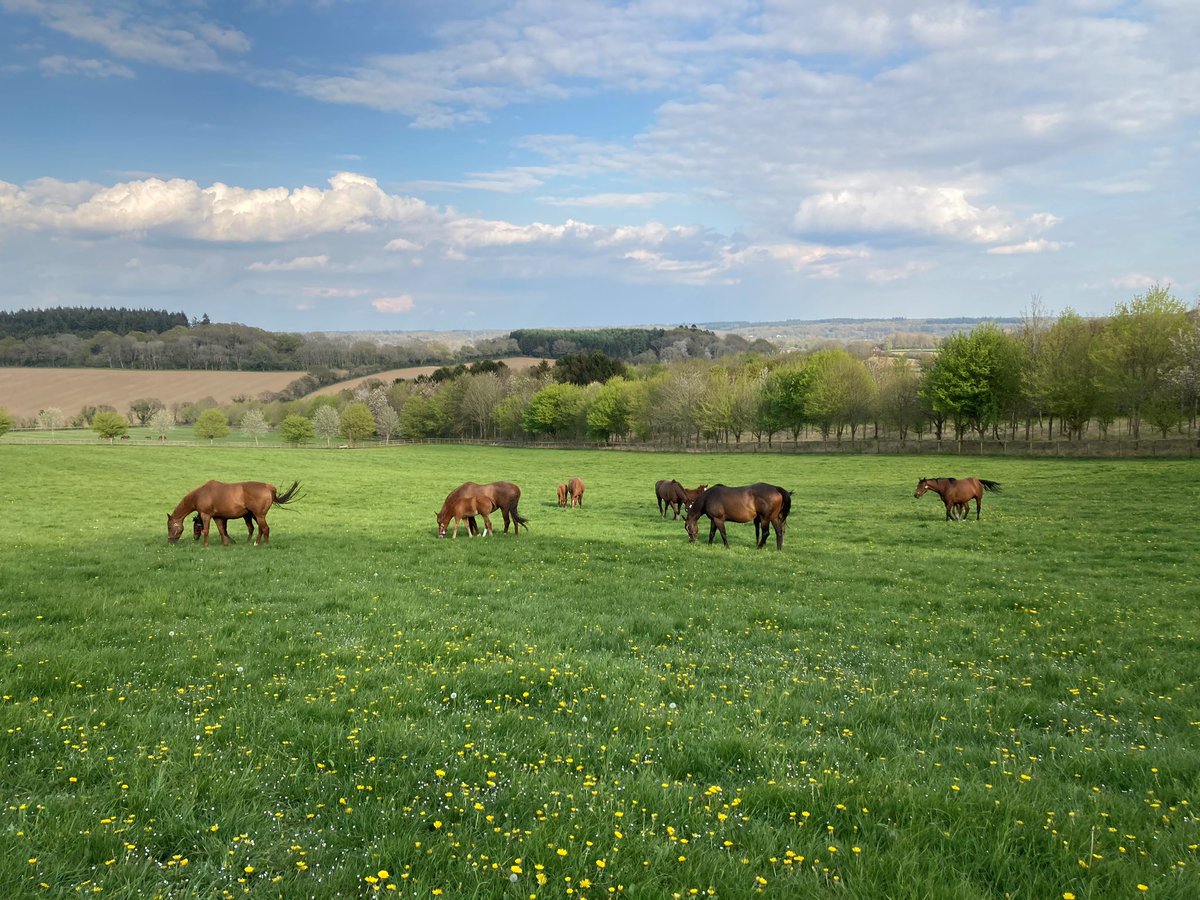 Whitsbury Manor Stud tweet media