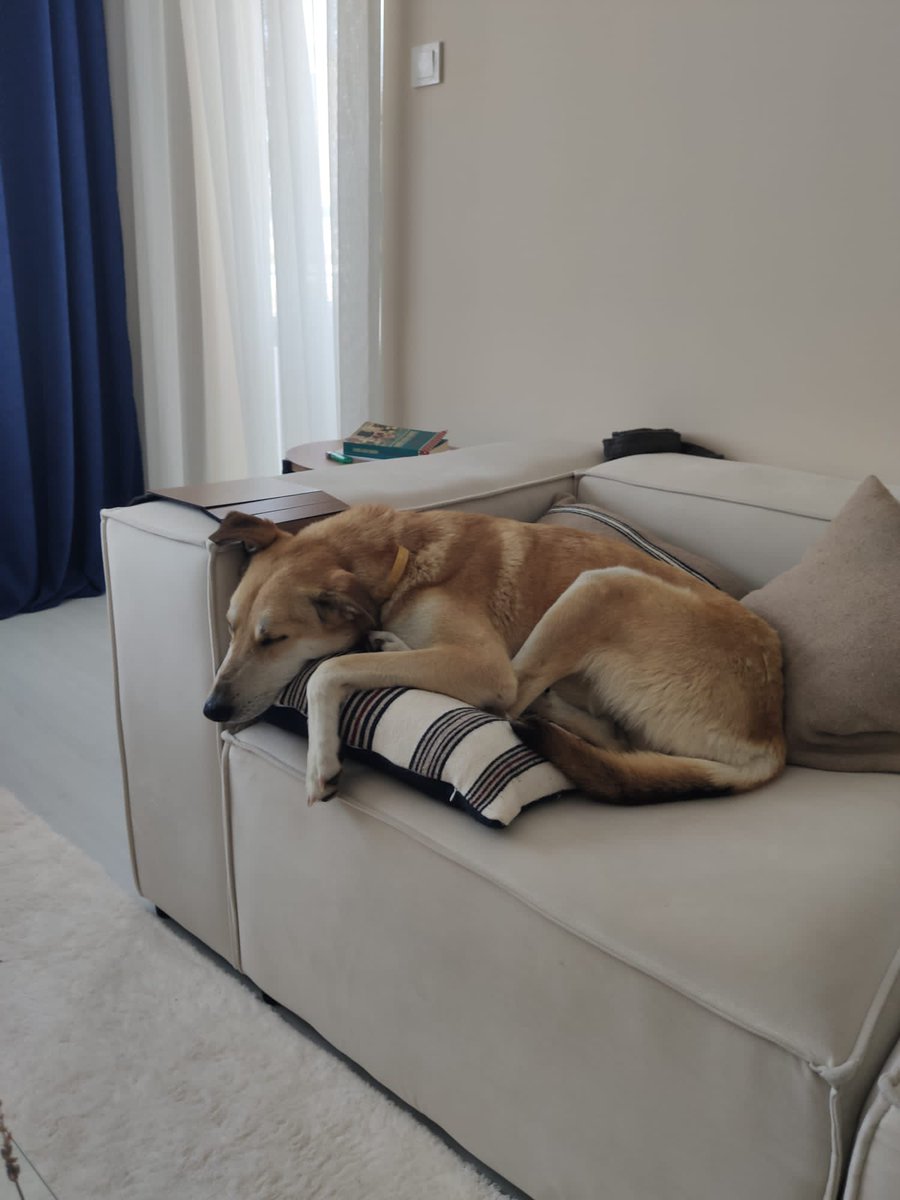 Hep beraber derin bir "oh" çekebiliriz. O güzel aile Ayşe'nin gidişiyle kahroldu, günlerce ağladı ama pes etmedi, gitti o yağmurda Prenses'i aradı, buldular  ve işte şu an Prenses'in hali.
Canım Prenses evdeki ilk gecesinde gitmiş ailesinin yatağına, ortalarında büyük bir huzurla