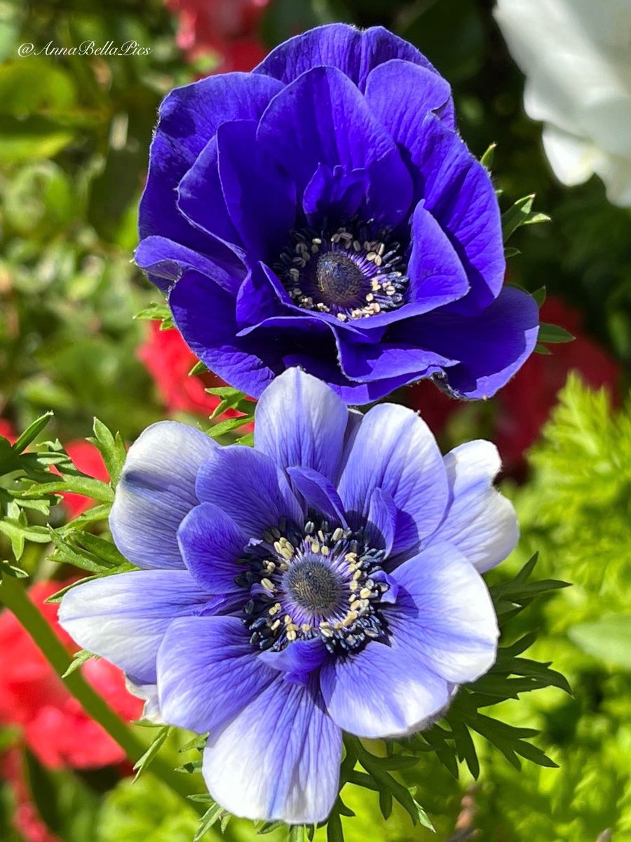 A splash of garden blue with these blooming anemones💙 Wishing you all a wonderful weekend🌿 #gardening #flowers