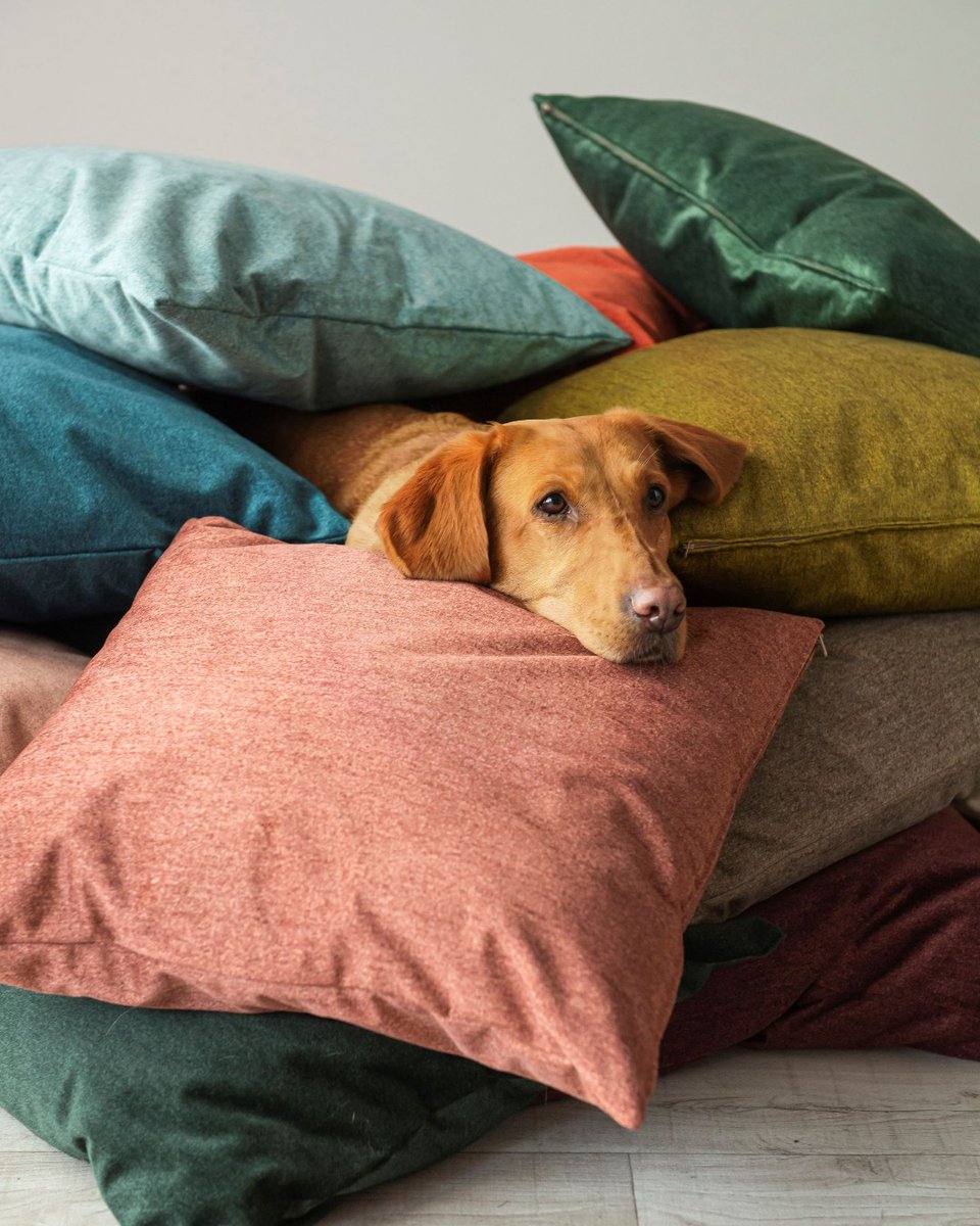 It's a pup's life 🐶 Our top canine model, Purdey, gives her PAWsitive approval of our new Monaco collection. Spice up your space with your favourite splashes of colours, from rosie pinks to ocean blues &amp; forest greens! #luxuriousvelvet #luxuriousinteriors #velvetinteriors