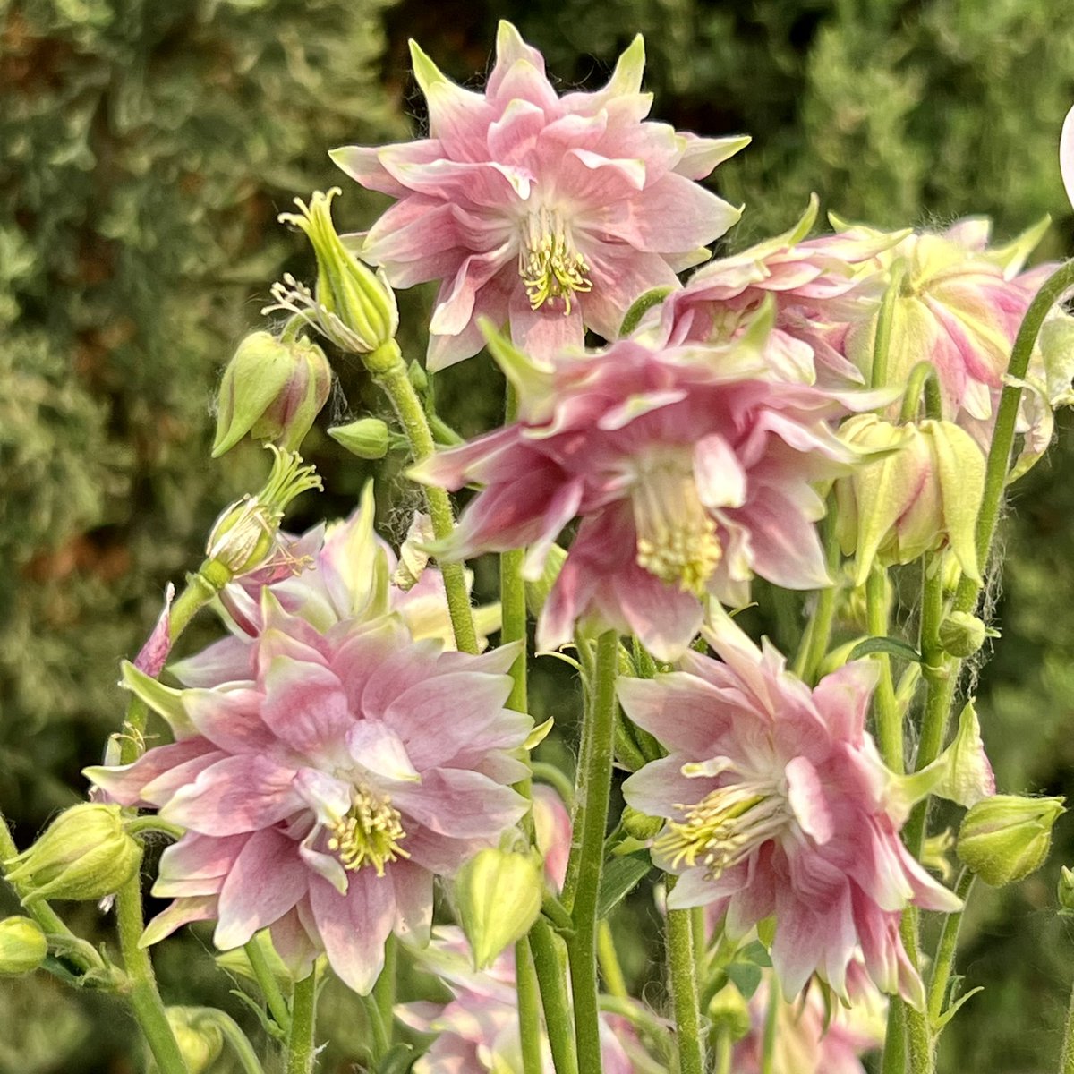 #FlowersonFriday #PinkFriday 
Aquilegia ‘Nora Barlow’ is still the Belle of my June garden 🩷🌸🩷