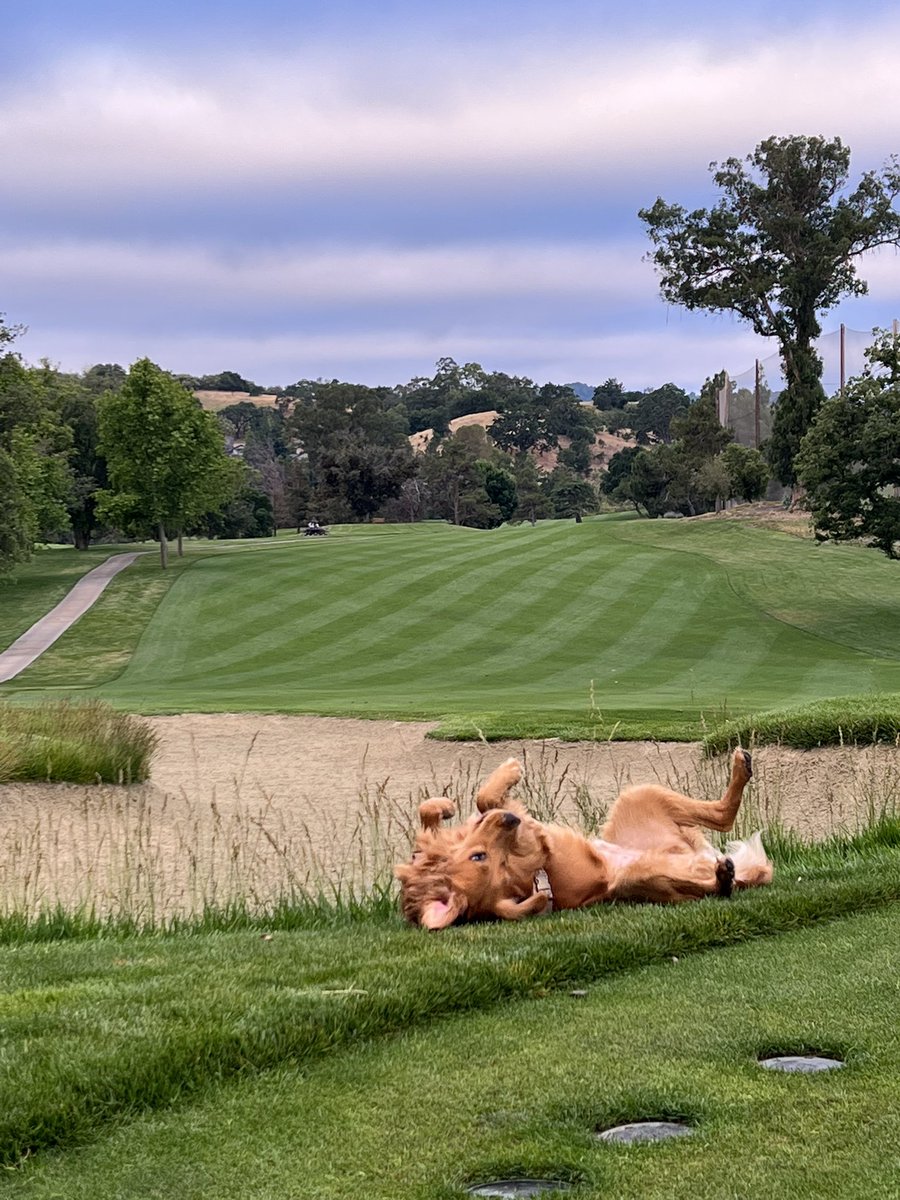 spattyspat's tweet image. It’s a dogs world and we are all just living in it. #DogsOfTurf