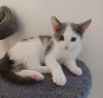 BillyTheKidden's tweet photo. Hi! I'm Clover, a Male Domestic Shorthair Cat. #DomesticShorthair #Cat #BillytheKiddenRescue https://t.co/rQmG7plhPs https://t.co/Krdec1xN5Q