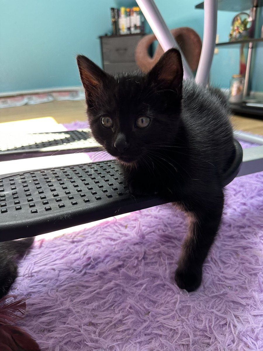 Happy #fosterfriday 😻 #kittens ready for adoption on Wednesday. #kcpp #catsoftwitter #kittenseason2023