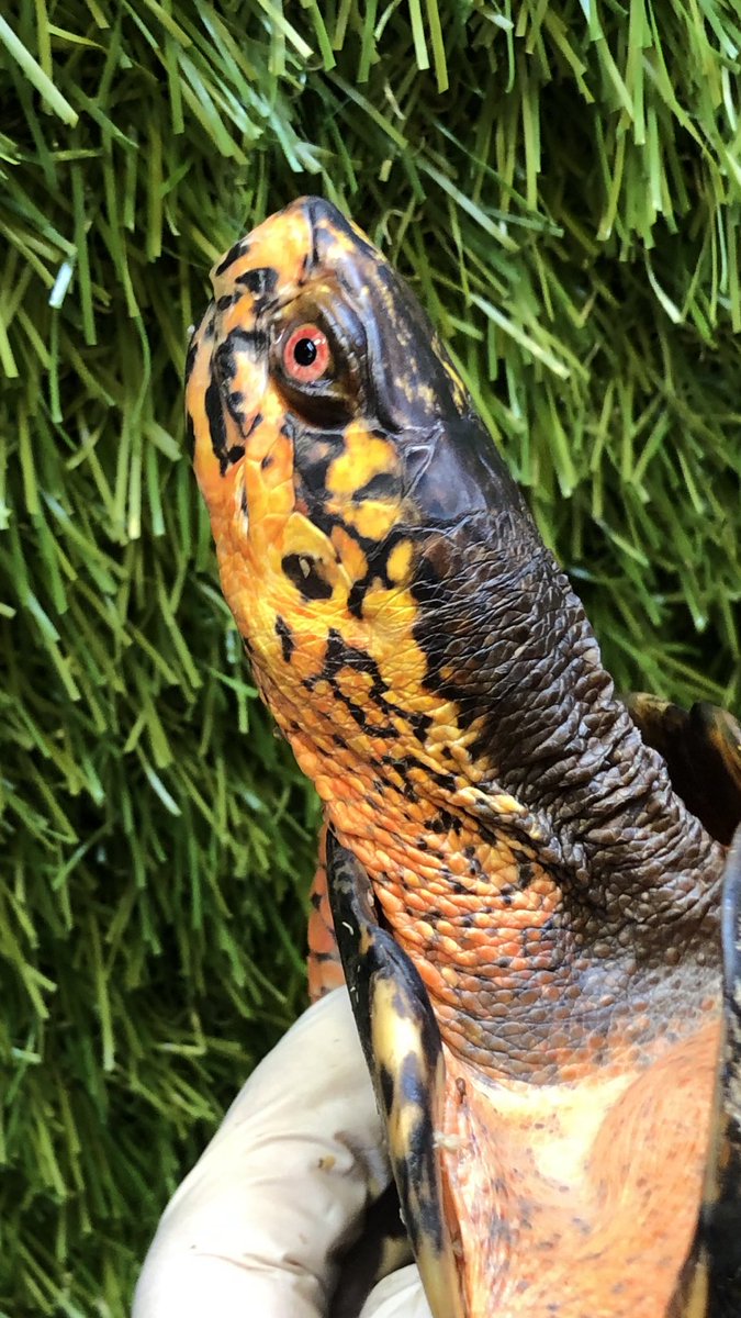 Land_mark_jp's tweet image. 良い艶してますね♪😆

#Terrapene carolina carolina