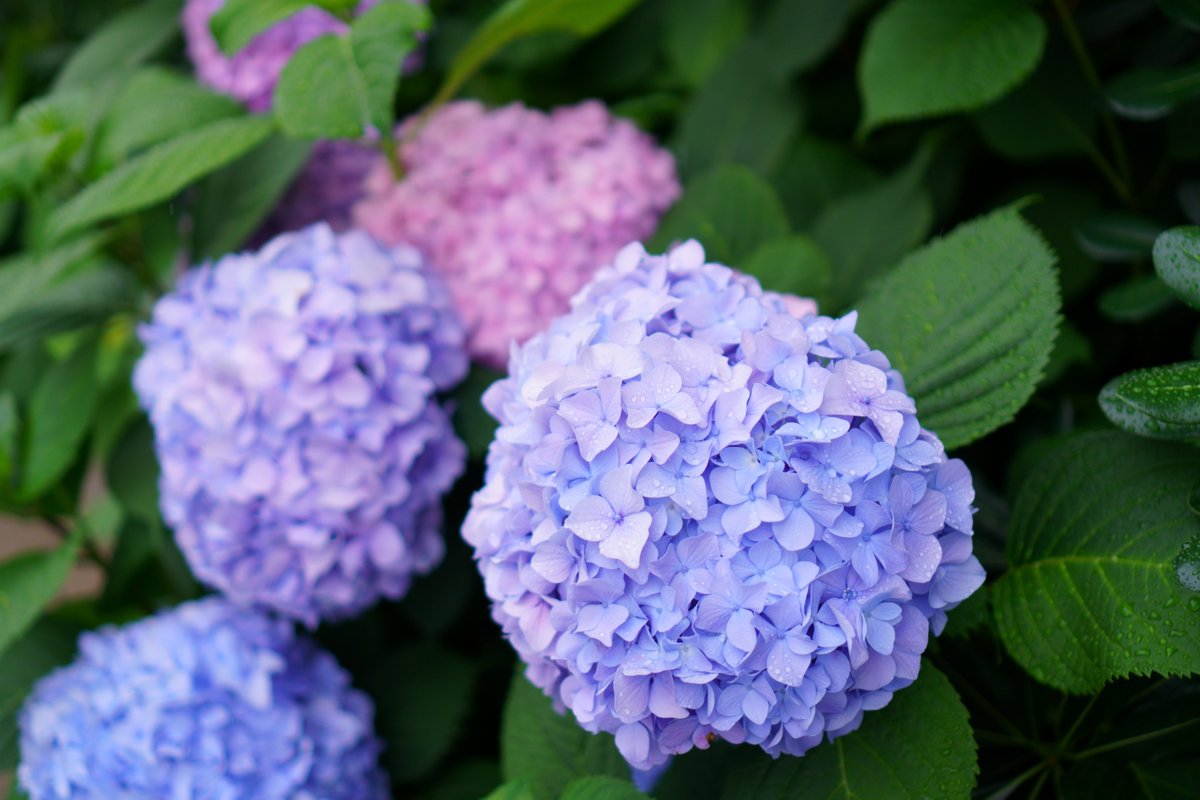 あじさいのきせつ。
(f1.8・1/500・35mm・iso100 )
#あじさい #梅雨入り #写真好きな人と繋がりたい これソニーで撮りました #α6400