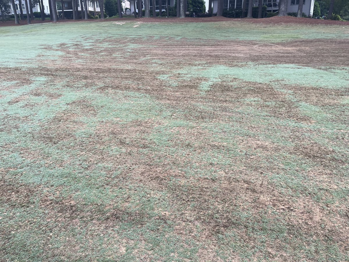 FredYelverton's tweet photo. We have found winter injury on bermudagrass in Raleigh area. North-facing slopes, shade lines, wet soils, and traffic patterns are the only places showing injury. Classic case. For warm-season grasses, the struggle continues….and BTW, 53 degrees this morning. https://t.co/O2C1o48AzF