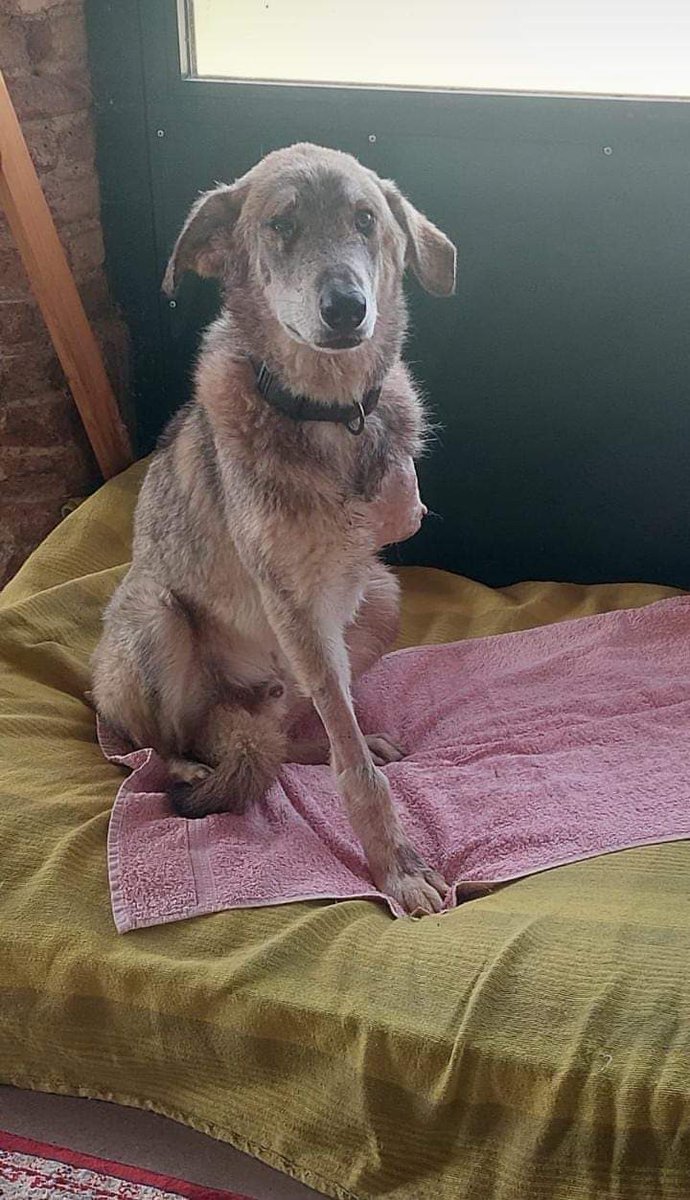 nebbianelsole's tweet photo. Mi partirebbe volentieri la bestemmia!!!!!
Il contadino ha tranciato la zampa del suo cane con mototrebbia. Lo voleva sopprimere . Ha 7 mesi maschio meticcio . 
Tre zampe. Un nome da dare . Un cuore da amare. Contattatemi in privato e condividete. Sta a Verona. 3492546402 https://t.co/YvCCeKsfa9