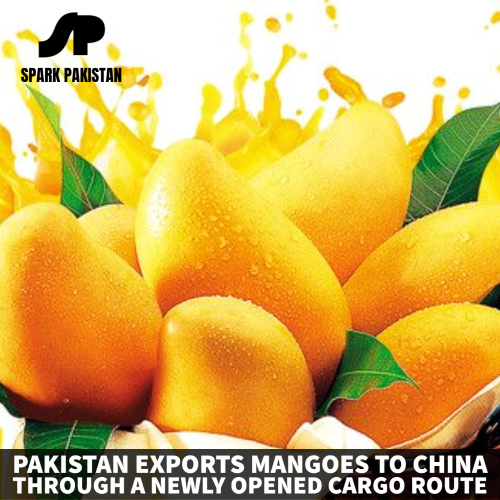 Pakistan has commenced exporting #mangoes to #China through a recently inaugurated #cargo route, marking a significant advancement in their #Trades relations. This new pathway has facilitated the smooth #transportation of #Pakistani mangoes directly to the #Chinese #market