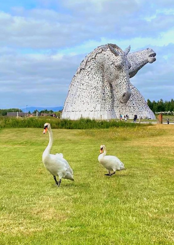 Head up; head down.
Looks who's mimicking #TheKelpies 😂🦢🦢
@SwanwatchUk @innerforth