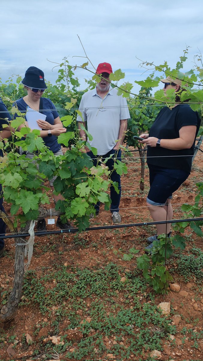 Part of the #Bexyl team from @AgriculturaGOIB and @IAS _CSIC has spent two very profitable days in Mallorca, sharing Xylella experiences with colleagues from @QldApps, @monica_kehoe, @Chapman6Toni, Luciano Rigano.