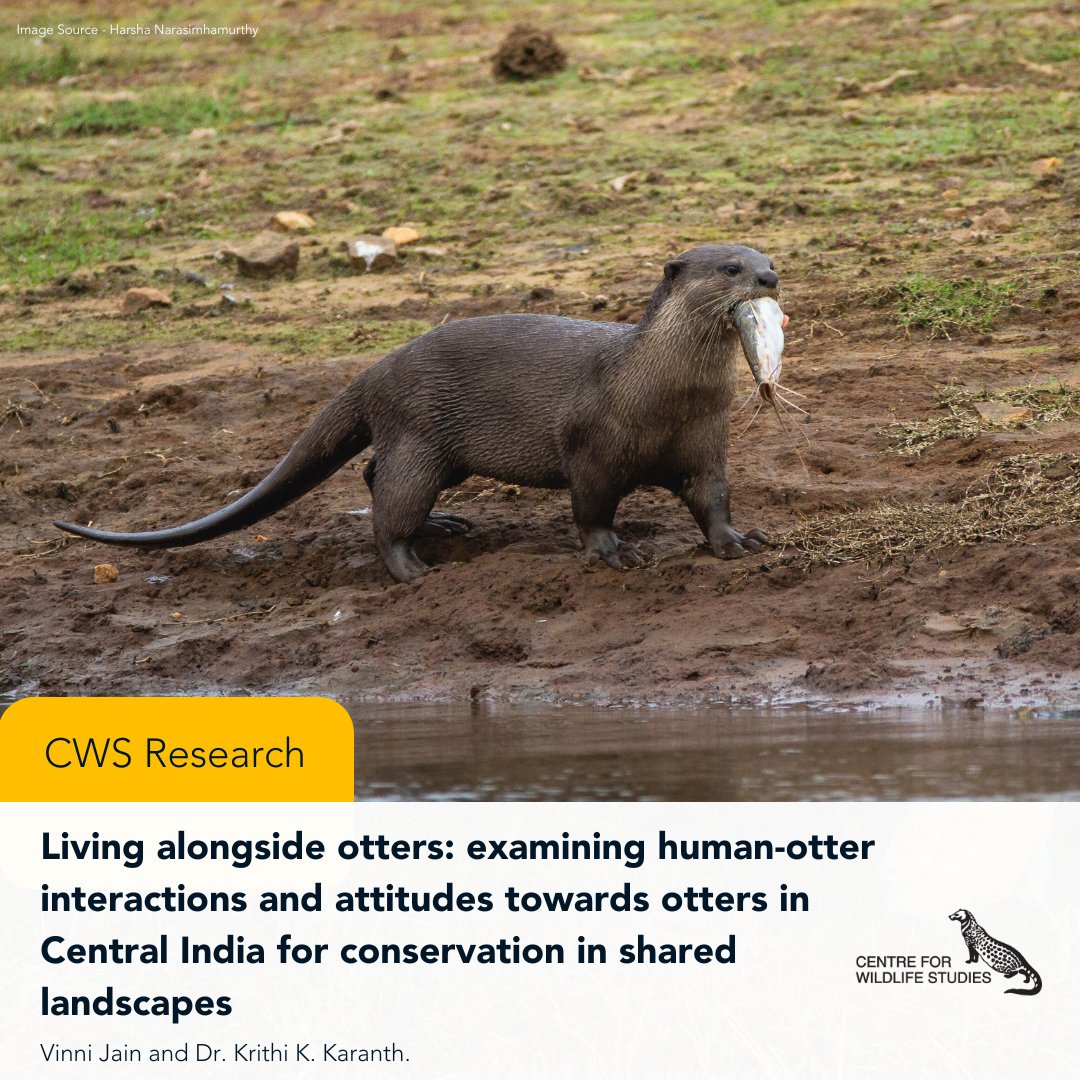 cwsindia's tweet photo. A week after World Otter Day, we are excited to share with you a new research paper on otters led by our Research Fellow Vinni Jain, and Chief Conservation Scientist Dr. Krithi K. Karanth!
Please read more about the study at https://t.co/IMBhJ09dwo
#CWSIndia #WildScience https://t.co/CH2OhPE1FV