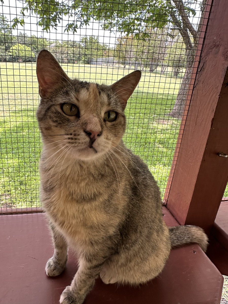 Happy Friday with Jolene! Jolene! Jolene! Joleeeeeeene! #cats #CatsOfTwitter #rescuecats #FeLV #earworm