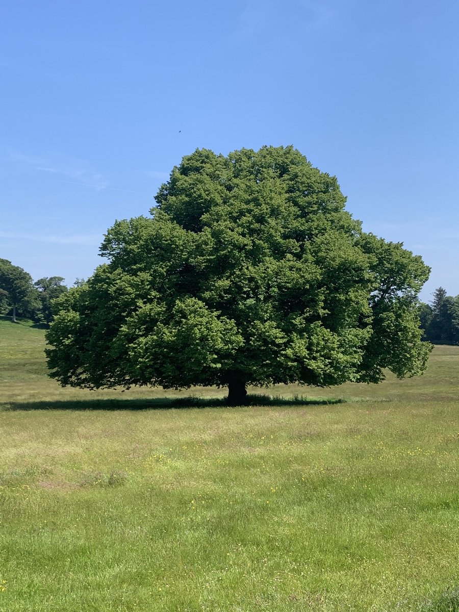 McQuadeJustin's tweet photo. A perfect #Oak tree Castlewellan Park. https://t.co/ndbdCwySMx
