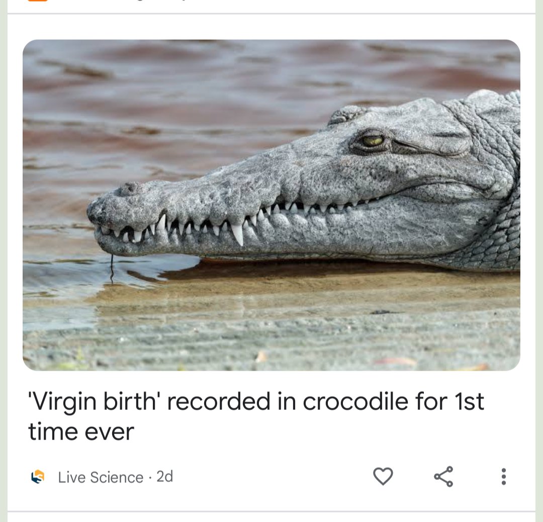 Y'all so fucked up Jesus decided to be reborn as a crocodile