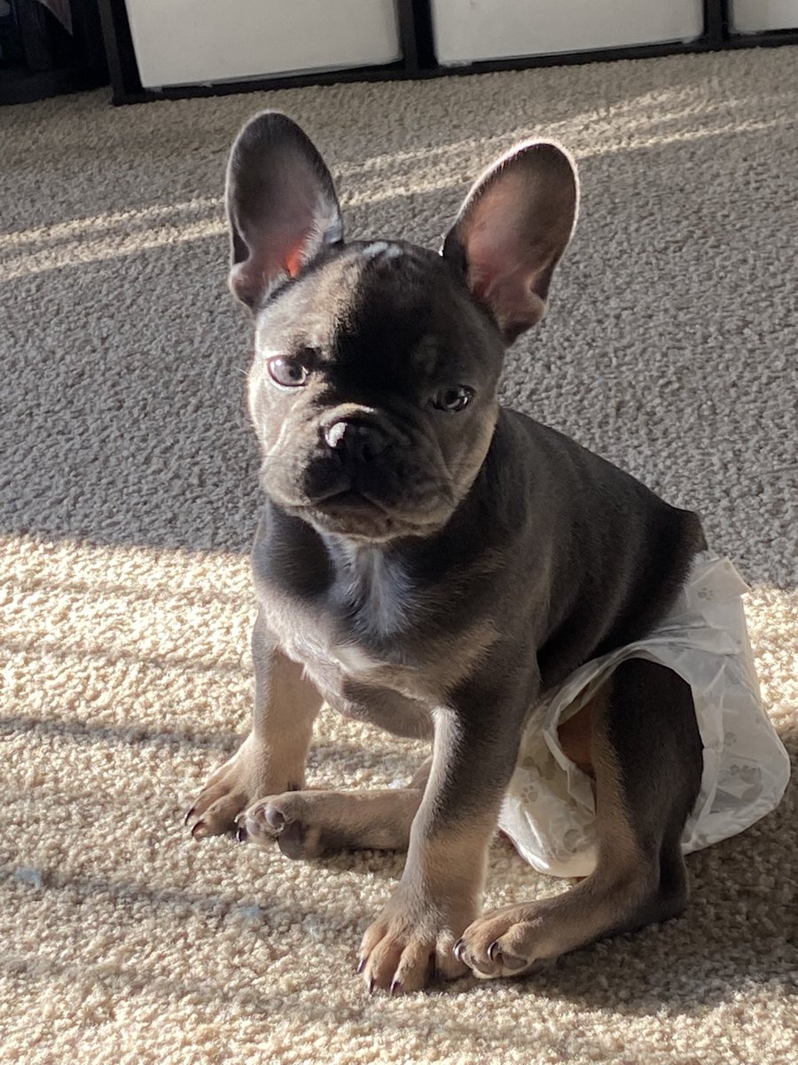 bassrod's tweet photo. Twitter, meet Kane🩵 #frenchie https://t.co/X1HpRygkg8