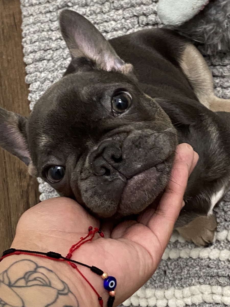 bassrod's tweet photo. Twitter, meet Kane🩵 #frenchie https://t.co/X1HpRygkg8