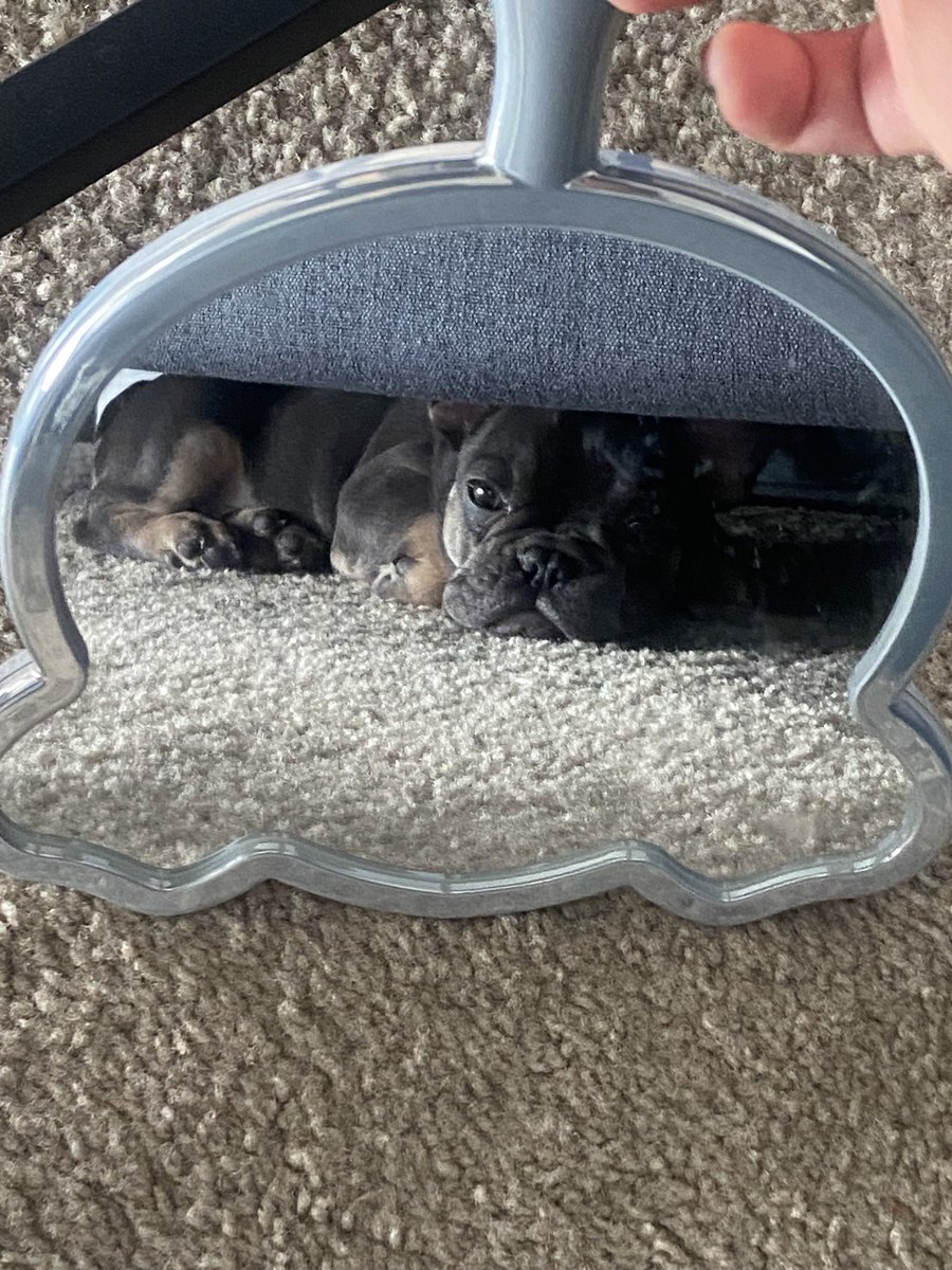 bassrod's tweet photo. Twitter, meet Kane🩵 #frenchie https://t.co/X1HpRygkg8