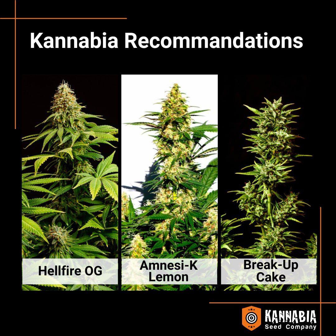 #Kannabia 🌱 Recommandations 👌💎
The search for a potent and long-lasting effect is a really common practice amongst #homegrowers
You’ll find here 3 varieties that we’d like to recommend to everyone looking for this effect:
✹ Hellfire OG
✹ Amnesi-K Lemon
✹ Break-Up Cake Auto