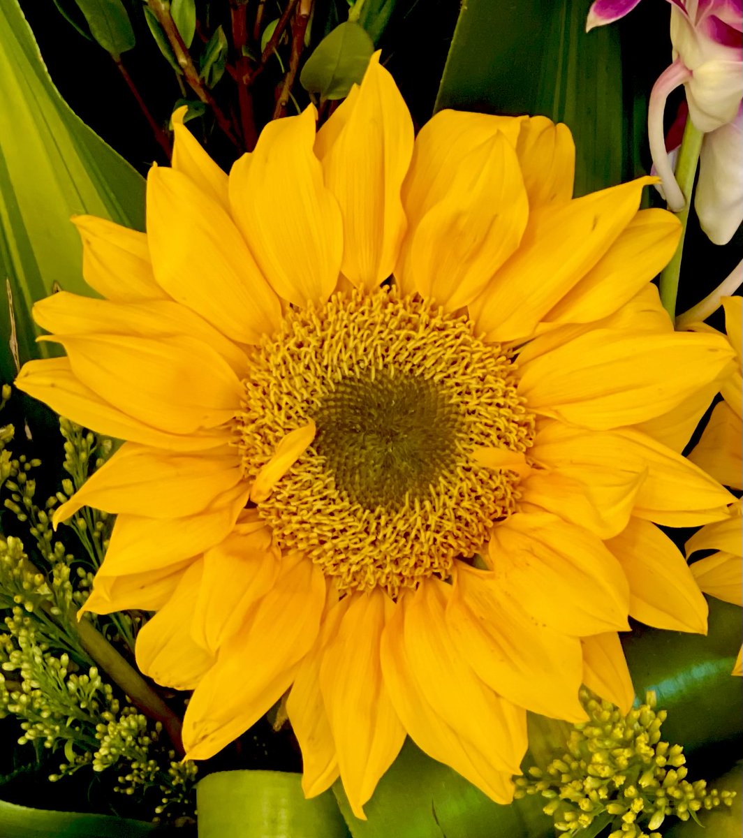 We're all golden sunflowers inside. #walkingrunning #5miles🏃‍♀️ #sunflowers #mylovelyday #nature #flowers #alwaysmypics