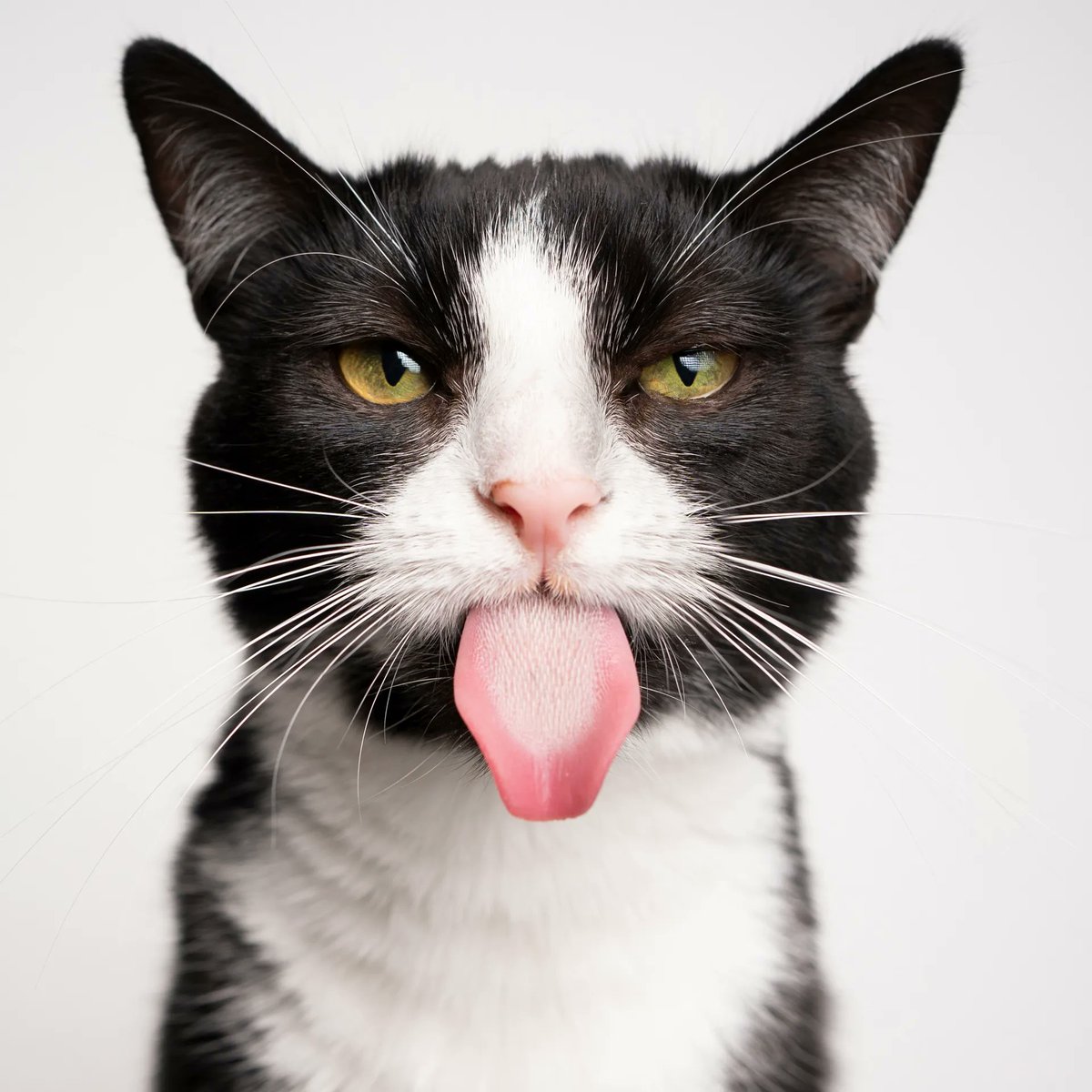 A cat who isn’t wearing a protective collar can easily use their abrasive tongue to unpick a surgical incision. A cat’s veterinary nurse is the most trustrowthy source of advice about which collar design is best. Learn more about safe surgical recovery at vetlessons.com/safe-recovery-…