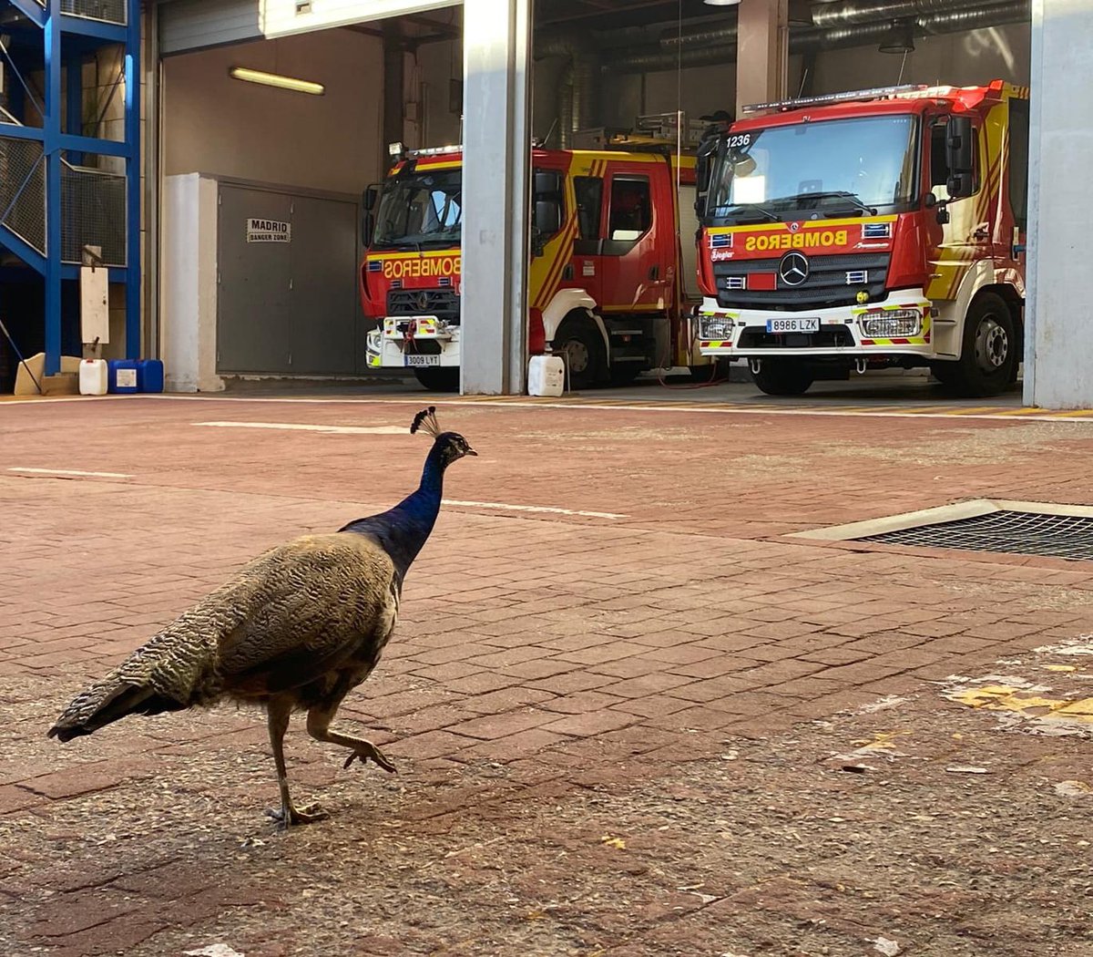 BomberosMad's tweet photo. Hemos recibido en el parque 2º una visita muy especial.
Vamos, que se conocía el parque a la perfección 🤣🤣🤣
#FelizSabado https://t.co/9jfNoC6kd4