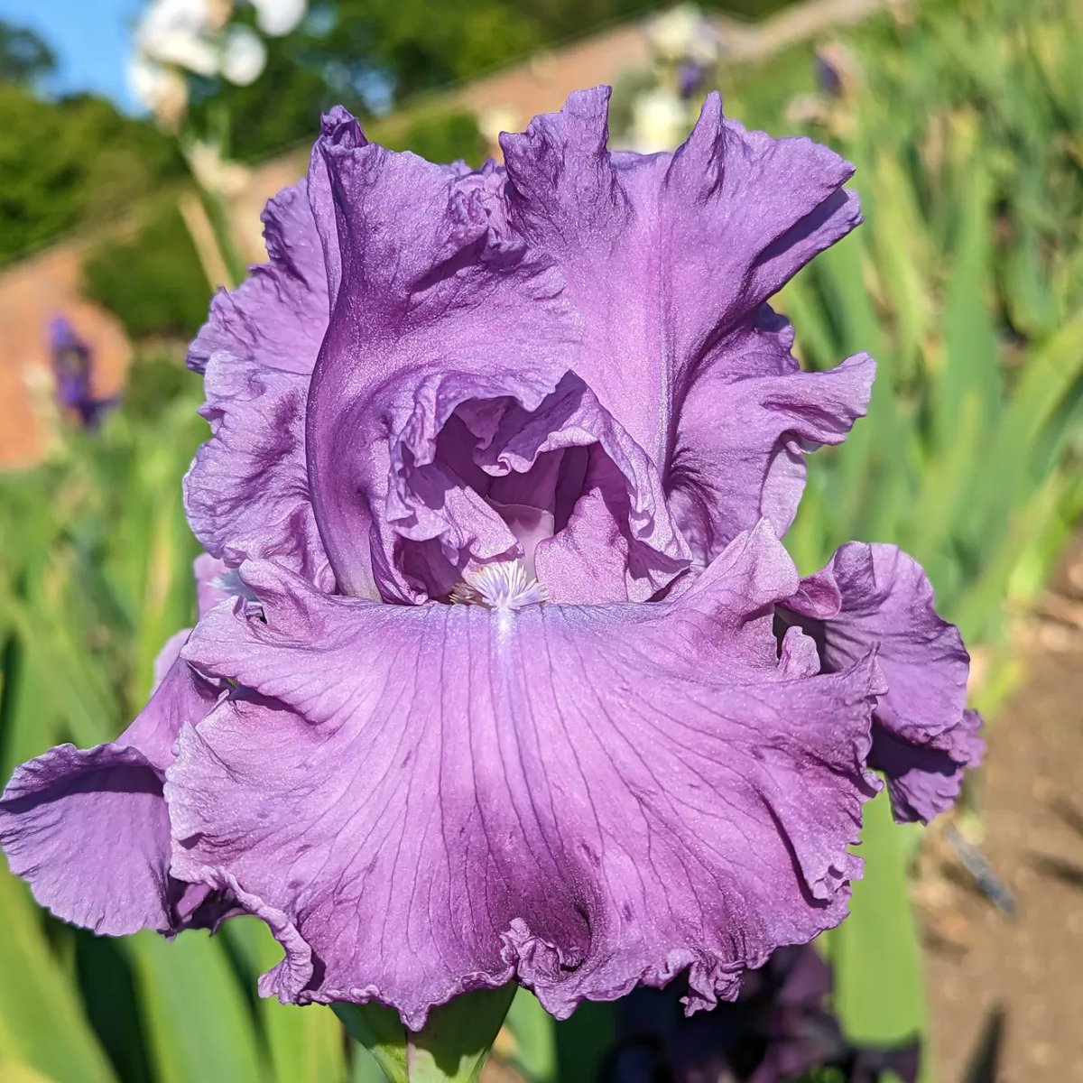 Just opened yesterday #iris 'Rhinelander', would you say the colour is lavender? Coming to the end of the season now. #flowersonfriday #gardening