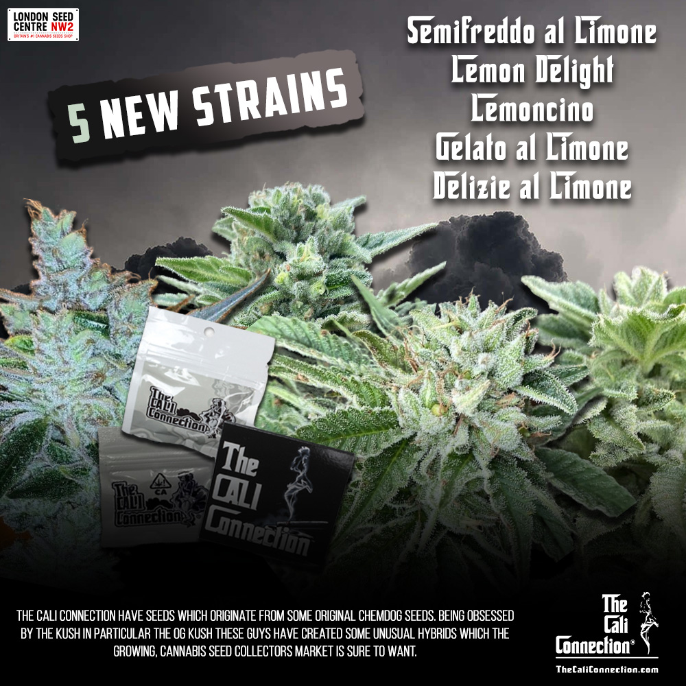 SeedCentre's tweet photo. New strains from The Cali Connection.

https://t.co/Nv15w9VxjM

#londonseedcentre #cannabisseeds #cannabis #weedstagram #thecaliconnection https://t.co/jyaZcFmLRg