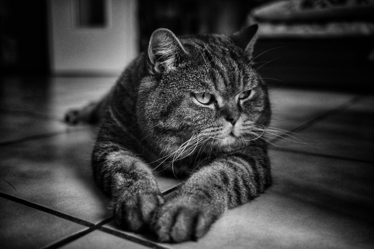 jergaaa's tweet image. Pourquoi faire des photos de mon chat ?
Alors qu'il ne les regarde jamais...
#chat
#photographie