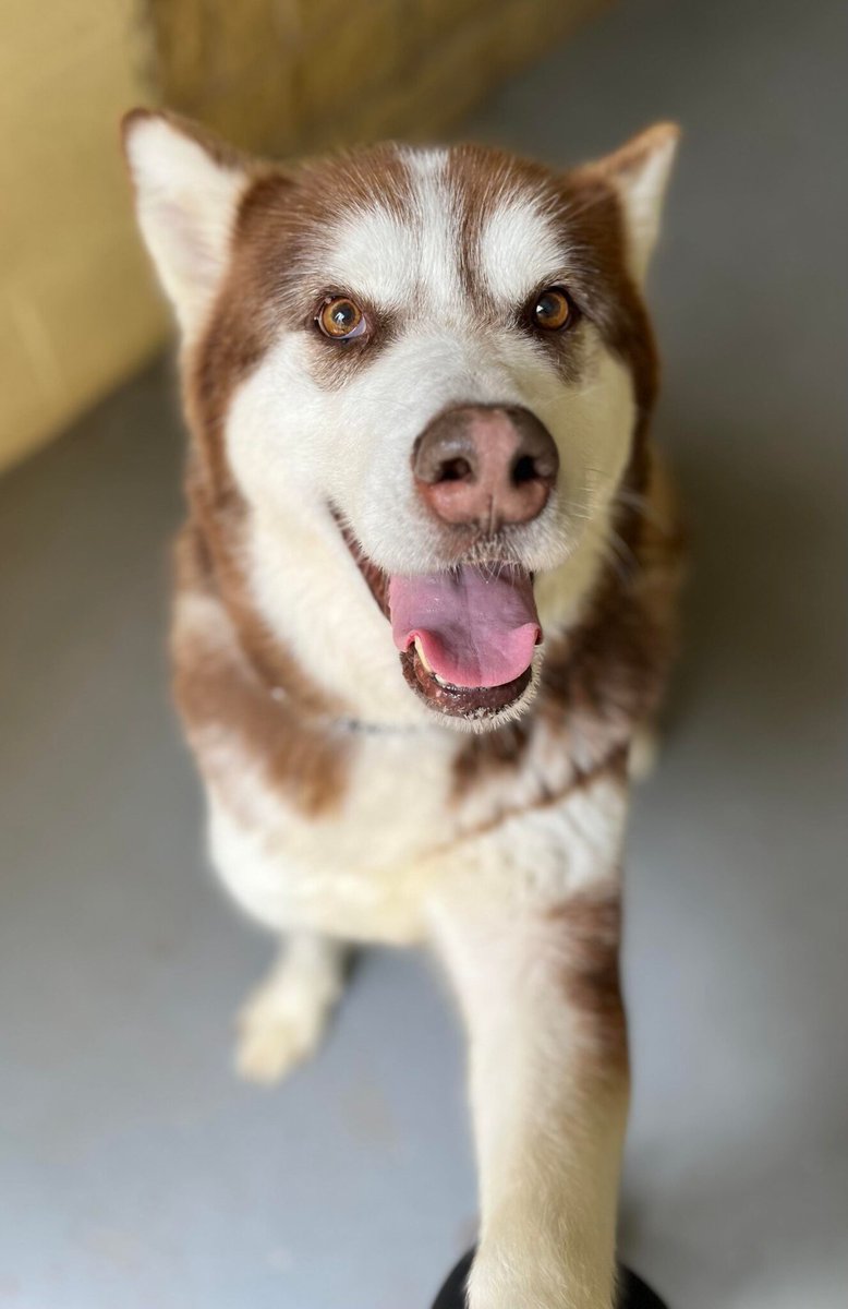 Please retweet to help Ember find a home #YORKSHIRE #UK
Super friendly #Malamute aged 9. 
She is housetrained and good on the lead. She needs to be the only pet in the home, possibly can live with children, please contact the shelter. 

DETAILS or APPLY 👇helpingyorkshirepoundies.co.uk/large/ember/
