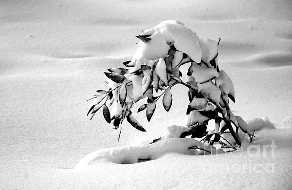dranneharrison's tweet photo. New artwork for sale! - "A black and white photo of a sapling covered in snow." - https://t.co/fQZa0Zpkxg @fineartamerica https://t.co/rtrCQ7aji4