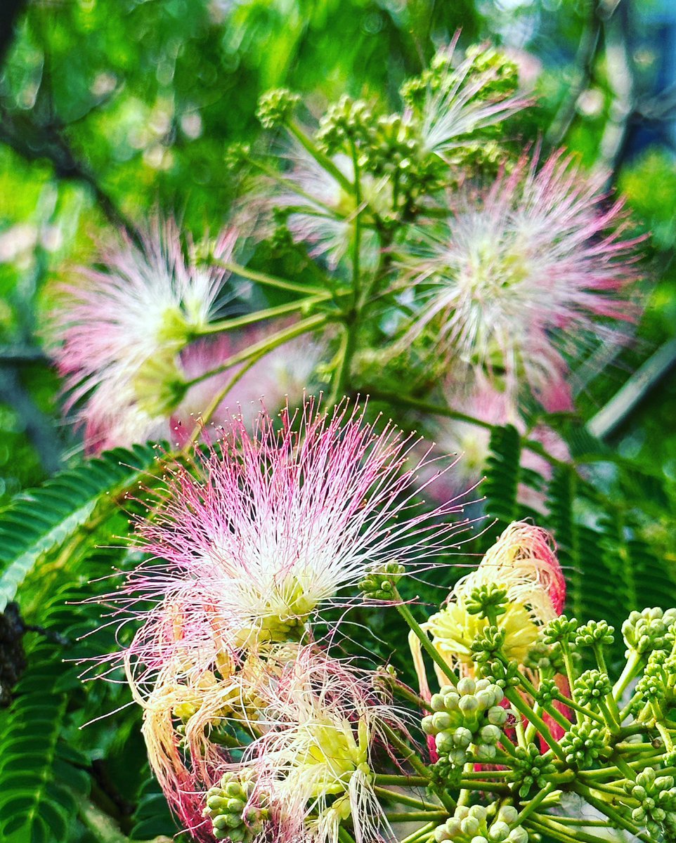 pandacross4wd's tweet photo. 駅前のネムノキが綺麗
#ネムノキ #ネムノキの花 #マメ科 #mimosa #persiansilktree #pinksiris #花の写真館 #花のある風景 #flowerstagram #flowerlovers #花好きな人と繋がりたい #スナップ写真 #snapshot #gifuebooks #gifuphoto #gifusta #shotoniphone #スマホ写真部 #帰り道 https://t.co/7phoWoS8u2