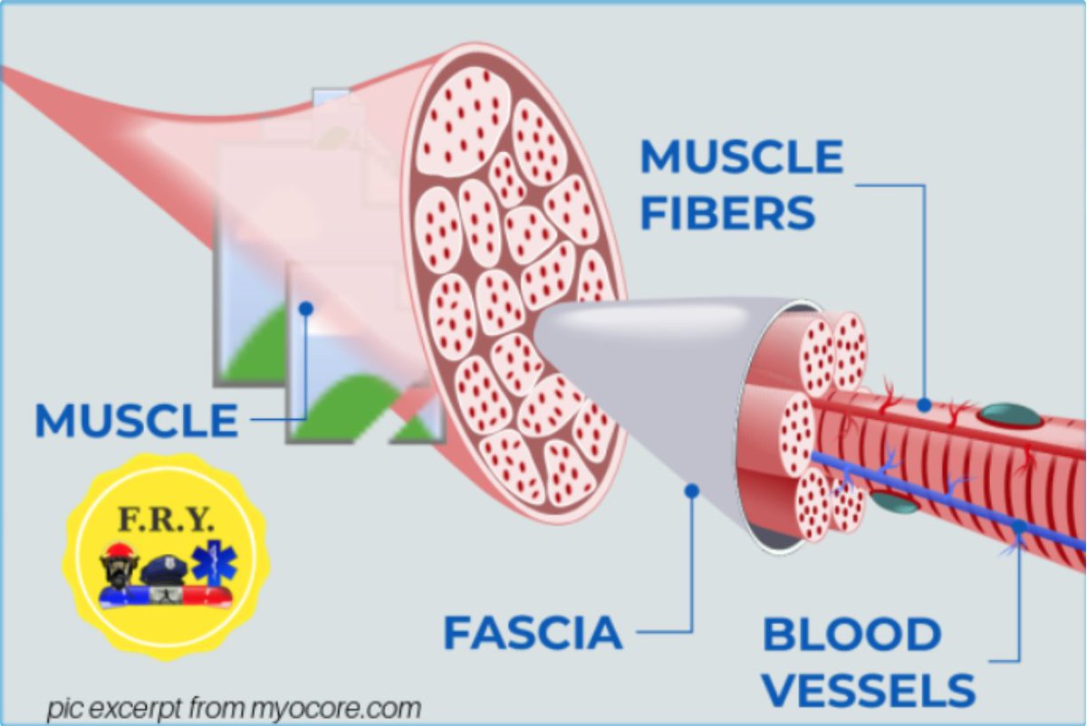 Working with Fascia is FASCIAnating, for the impact on your body and mind.
Fascia is a thin casing of connective tissue that surrounds and holds every organ, blood vessel, bone, nerve fiber, and muscle in place. 
Read our Director's full article here:
lnkd.in/edhCt3XD