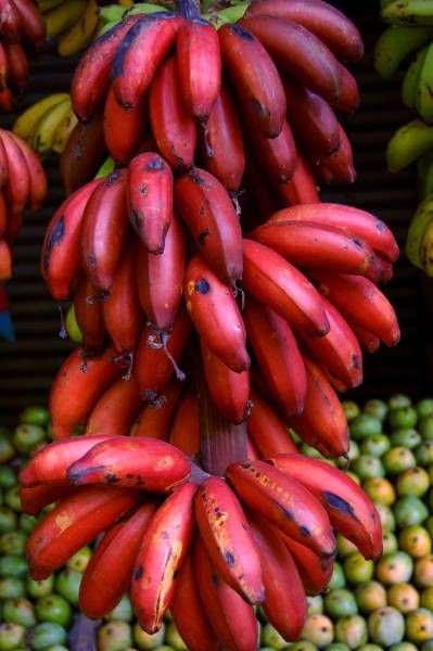 demi_farm's tweet image. Red banana variety.
Have you ever seen it?