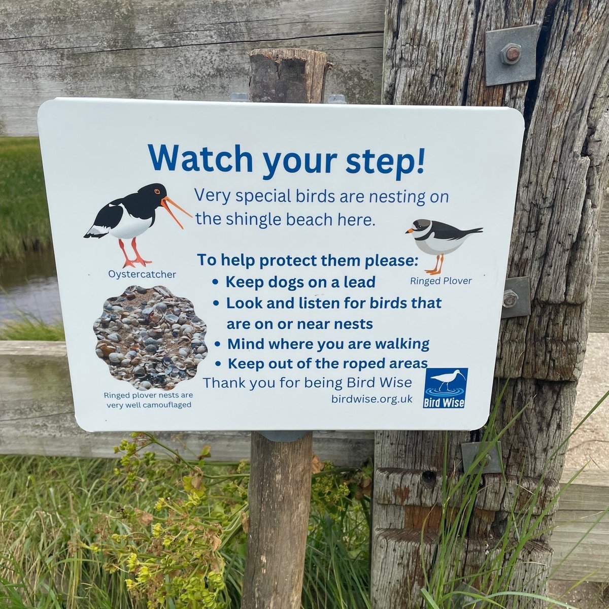 If you're heading to the beach to enjoy the sunshine this weekend please help our birds
Follow requests on signs, keep off areas that are roped off and watch out for nest and chicks on shingle beaches🐥Thank you🙏
#birdwise #shareourshores #coast #kent #weekend #sunshine