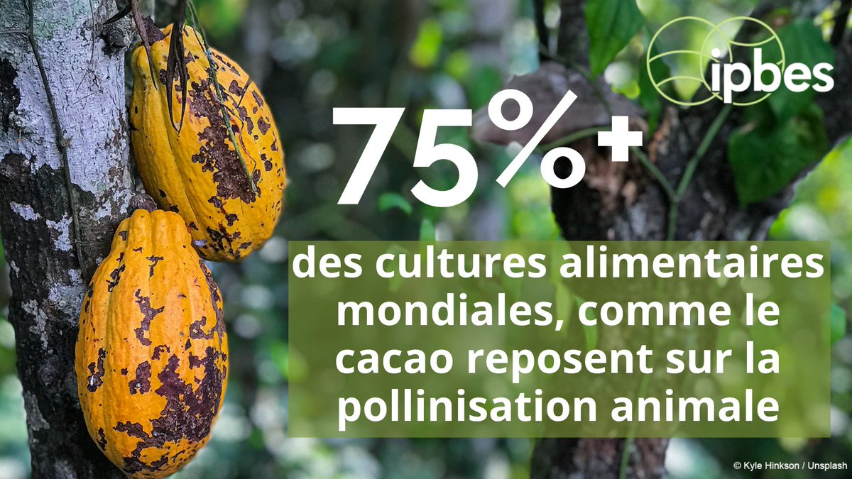 🐝🦋 #LeSaviezvous Nos savoureux carrés de chocolat dépendent du travail dur des #pollinisateurs ? 🦇🐦

La prochaine fois que vous en croquez, pensez à la #biodiversité qui rend possible ces plaisirs, et choisissez judicieusement. 🍫