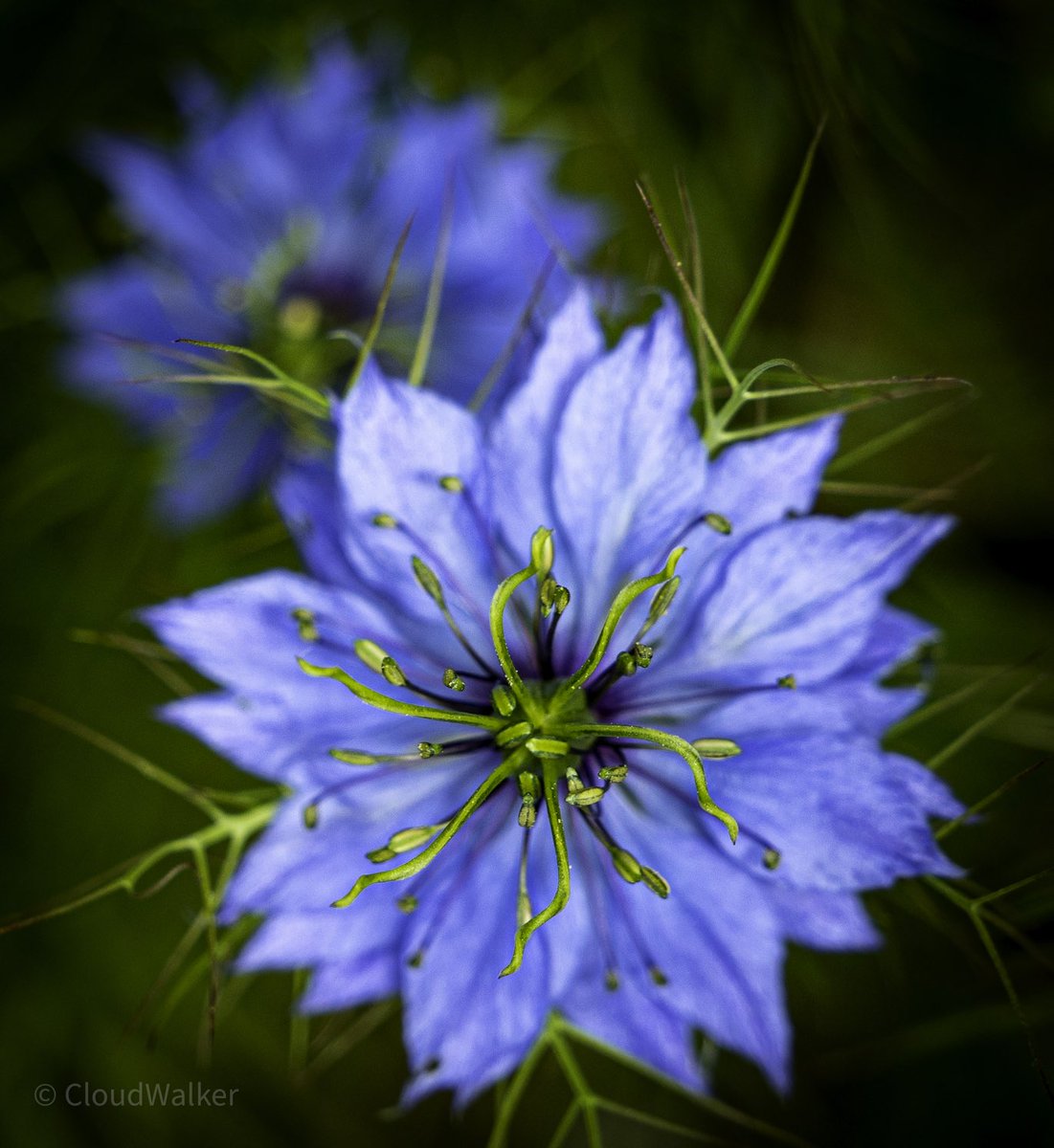 Wildflowers 🩵🩵🩵 #flowers #wildflowers #macrophotography #Niederösterreich #Austria #Lightroom #SonyAlpha 🩵🩵🩵