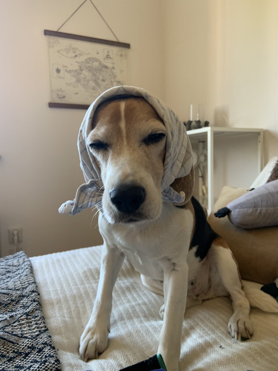 Oh to be a haggard working beagle 🤧