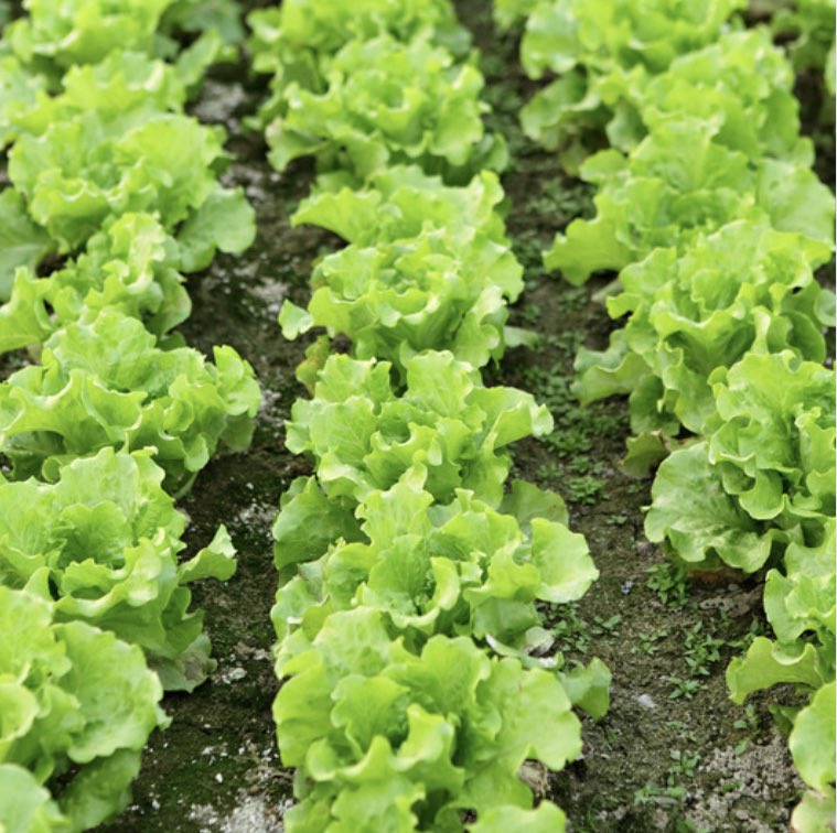 Foodari's tweet image. @ljbettsltd salads are basking in this glorious sunshine!
 
You can find the full range of locally grown salad heads and leaves from Church Farm in stock and ready for delivery now 💚