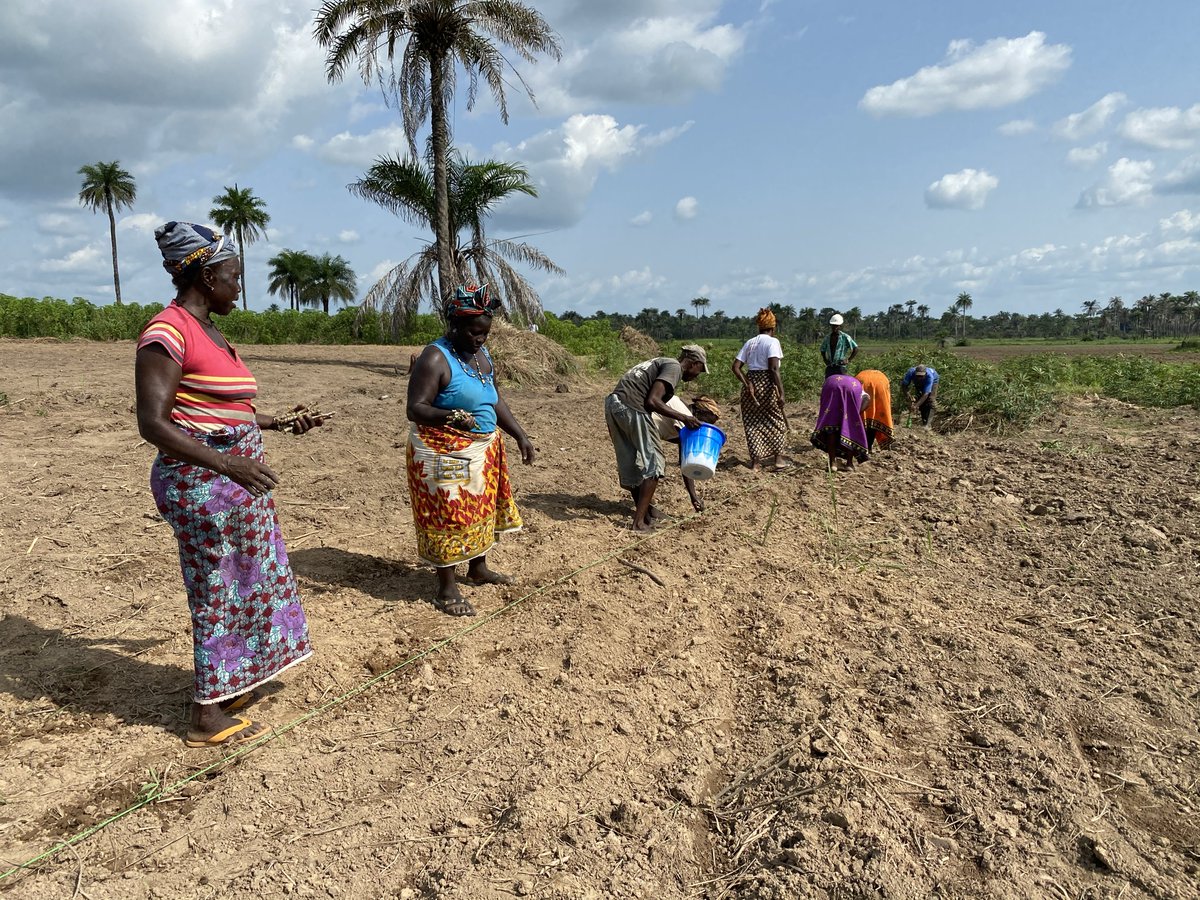 EUinSierraLeone's tweet photo. Did you know?
EU🇪🇺 & #Jobs&GrowthProgramme partners 🇸🇱 work together handshake 🤝🏾 for improved results on value chain production of
👍🏽Cassava🌿
👍🏽Vegetables 🍆🥬🥒🫑🌶🥕
👍🏽Pineapples 🍍🍍
👍🏽Orange flesh potato 🍠
👍🏽Palm oil🌴
👍🏽Cacao 
Implemented jointly by 🇸🇱 NGOs and companies, Jobs&GrowthProgramme grants aim at connecting smallholders with processing facilities and markets for increased value addition 💶 and food self-sufficiency 🥗.
🇪🇺🇸🇱 action in #Salone.

#EUJobs&GrowthProgram
#EUstandsWithSalone
#EUnaSalone
