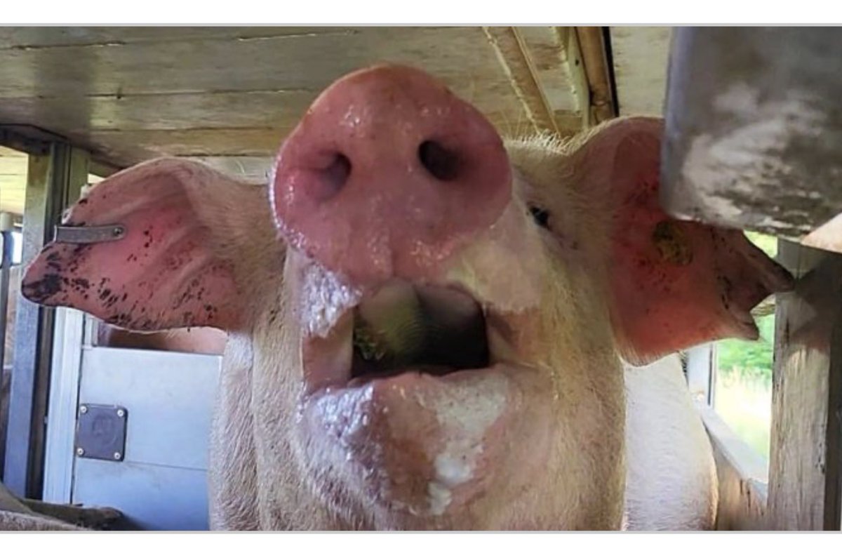 Corina Kerkmans tweet media