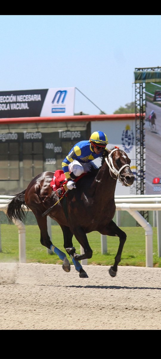 turf_uruguayo's tweet photo. 15:30hs se disputará en el HLP el Preferencial: : "Nicolas Storace Montes" sobre 1200M.
1️⃣ #LaEmpatia
2️⃣ #ElPatova
3️⃣ #DogAlicante
4️⃣ #Travesuras
5️⃣ #MarlonBrando
6️⃣ #SherlokHolmes
7️⃣ #Anglosajon
8️⃣ #Nardone
El pensionista de F.Santesteban #Nardone será nuestro candidato . https://t.co/Ww31JkVhQ8