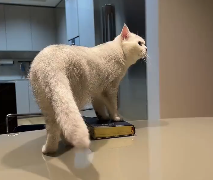 okay but why is daengie standing on top of a book??? 😭😭