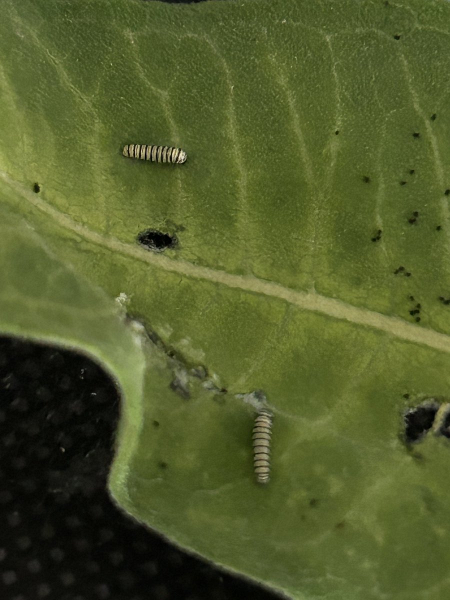 Eating and growing!! The first of the season in South Western Ontario.  #monarchbutterfly #monarchwatch #waystation16788
