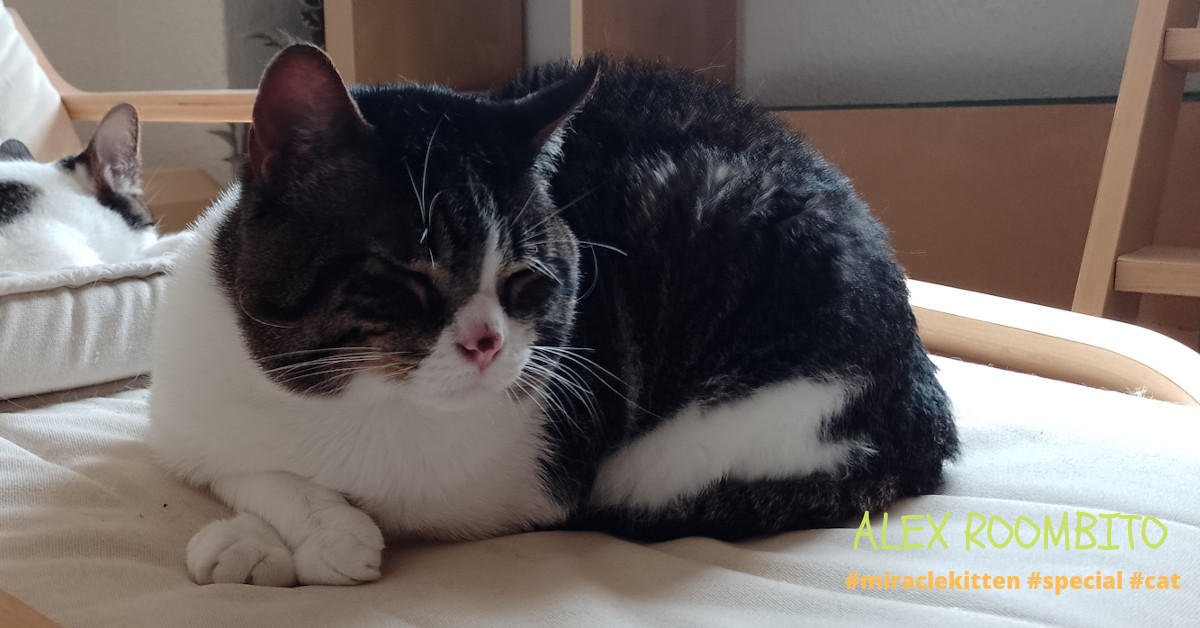 'Ixi' hasta durmiendo!! Ainsss, ese cruce de patitas. 💗 'X' even sleeping!! Ohhh, that crossing of paws.
#AlexRoombito  💗#miraclekitten #specialcat
os desea un #felizfelinofinde 🐾wishes you a #furryfriday