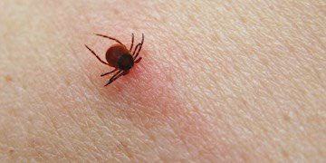 Statens Serum Institut oplever en øget opmærksomhed på stigningen af flåter med TBE-virus i Danmark. 

Få gode råd her 👇🏼

ssi.dk/aktuelt/nyhede…