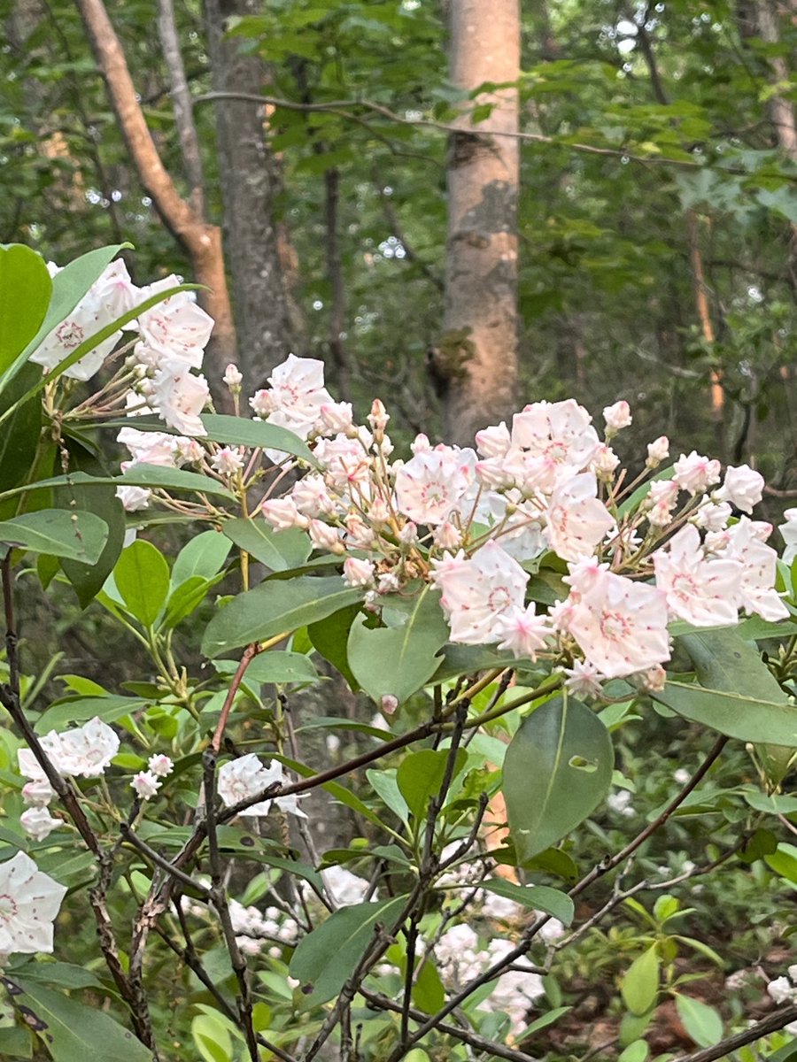 #mountainlaurel on our #morninghike #woodstock.