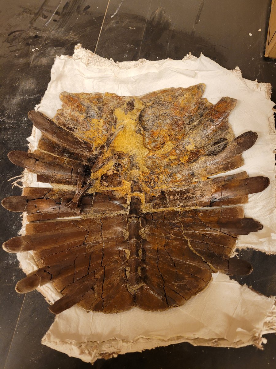 Happy #Fossilfriday! My last and probably favorite project I worked on at the DDM was this #turtle carapace and cervical vertebrae! It's the most complete carapace in collections and has a high level of preservation especially on the underside. #paleontology