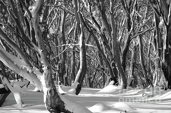 dranneharrison's tweet photo. New artwork for sale! - "Australian gum trees in the snow" - https://t.co/qtDD5Dt3rM @fineartamerica https://t.co/uUpDQ1NDuc