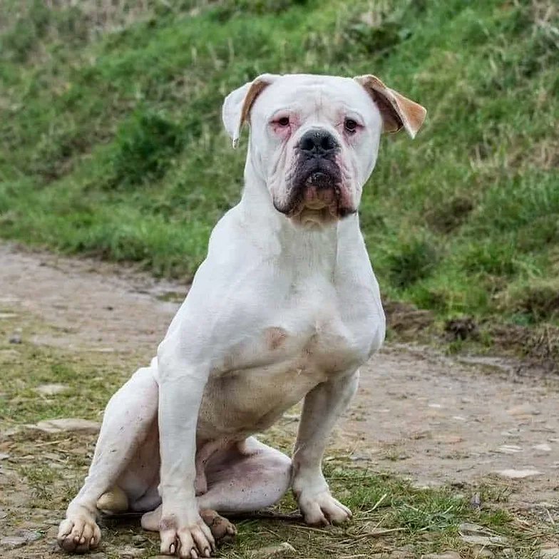 Please retweet to help Max find a home #CARMARTHENSHIRE #WALES  

Aged 7, Max has been waiting in the shelter for 3 years for a home !!  He needs to be the only pet, please read full details or SHARE TO HELP 🌟 

DETAILS or APPLY 👇
westwalespoundies.org.uk/dogs/max #dogs #pets #animals